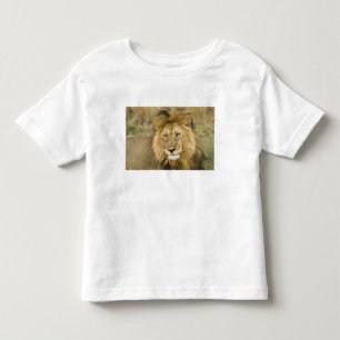 Camiseta Infantil Kenya, Masai Mara. Fim-acima do leão. Crédito