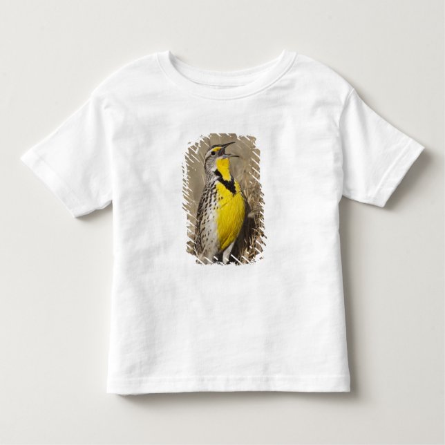 Camiseta Infantil Largo-do-oeste (Strunella neglecta) (Frente)