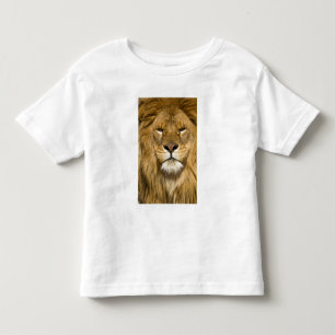 Camiseta Infantil Leão Berbere Africano, Panthera leo leo, um dos