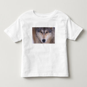 Camiseta Infantil lobo cinzento, Canis lupus, close-up dos olhos
