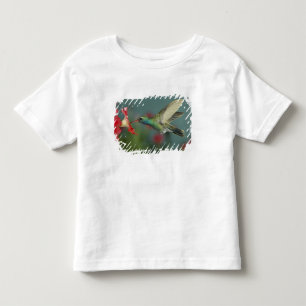 Camiseta Infantil macho se alimentando de Petúnia, Madera Canyon, Ar