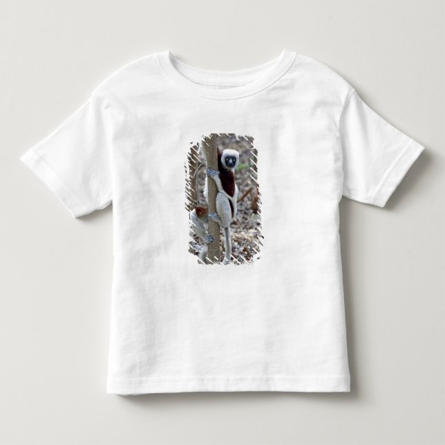 Camiseta Infantil Madagáscar, Reserva de Ankarafantsika; Ampijoroa; (Frente)