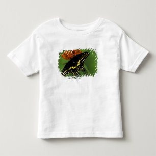 Camiseta Infantil Michigan, Rochester. Borboleta-preta-oriental-amer