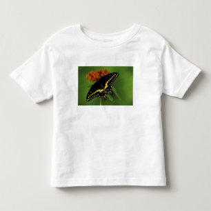 Camiseta Infantil Michigan, Rochester. Borboleta Rabo de Andorinha P