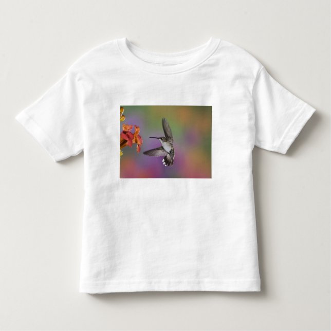 Camiseta Infantil Mulher Ruby Throated Hummingbird em voo (Frente)