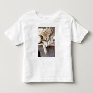 Camiseta Infantil N.A., EUA, Alasca. Cães husky de trenó