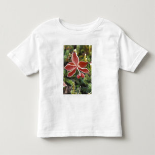 Camiseta Infantil NA, EUA, Alasca. Parque Nacional Denali, Maravilha