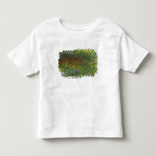 Camiseta Infantil NA, EUA, Texas, leste de Devine, Coreopis e