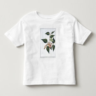 Camiseta Infantil Noz-moscada, placa 7, 'da coleção Precieuse e En