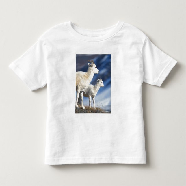 Camiseta Infantil Ovis dalli, ovelha e borrego (Frente)