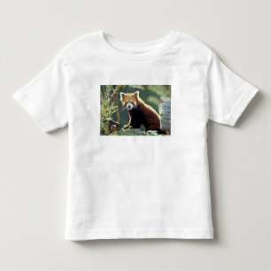 Camiseta Infantil Panda Vermelho Ailurus fulgens)