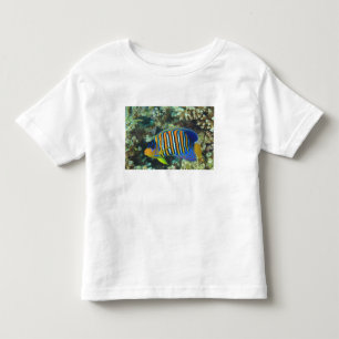 Camiseta Infantil Peixe-anjo-real juvenil Pygoplites