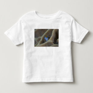 Camiseta Infantil peixe Blenny Blenniidae) espreitando a cabeça para