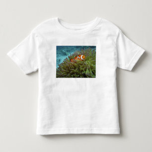 Camiseta Infantil Peixe-palhaço-ocidental ( Amphiprion ocellaris )