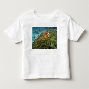 Camiseta Infantil Peixe-palheiro ocidental ( Amphiprion ocellaris )