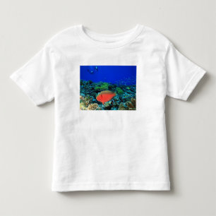 Camiseta Infantil Peixe-papagaio Scarus