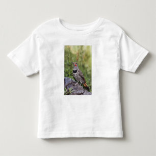 Camiseta Infantil Pica-pau-dourado, Colaptes auratus, Eixo-vermelho