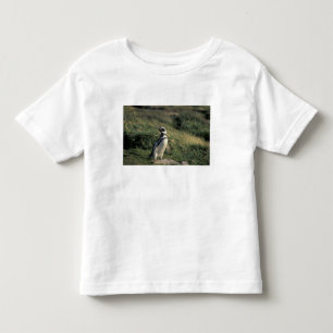 Camiseta Infantil Pinguim-de-magalhães (Spheniscus magellanicus),