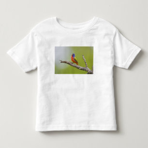 Camiseta Infantil Pintassilgo-de-bico-grosso (Passerina ciris) macho