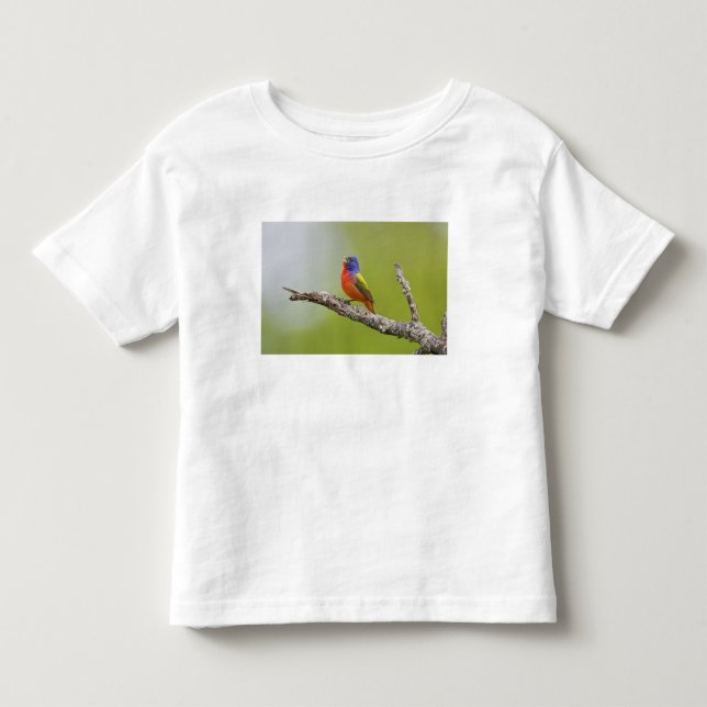 Camiseta Infantil Pintassilgo-de-bico-grosso (Passerina ciris) macho (Frente)