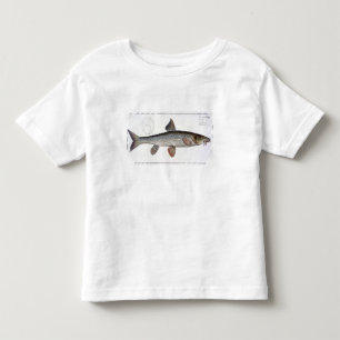 Camiseta Infantil Placa XVIII do Barbel (Cyprinus Barbus) 'de