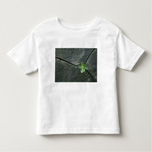 Camiseta Infantil Planta que cresce em Boulder rachado