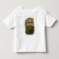 plantas do deserto de Chihuahuan em flor
