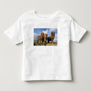 Camiseta Infantil Pônei Shetland, parte continental das Ilhas Shetla