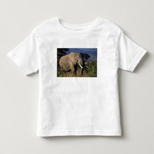 Camiseta Infantil Quênia: Amboseli, elefante africano macho