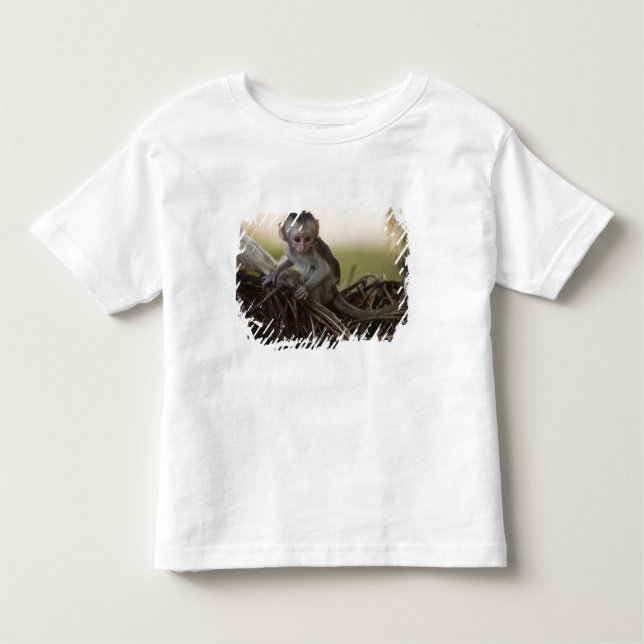Camiseta Infantil Quênia, Reserva de Jogo Samburu. Macaco Vervet (Frente)
