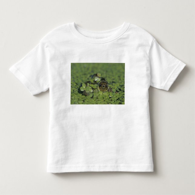 Camiseta Infantil Rana catesbeiana, adulta em algas-raposas (Frente)