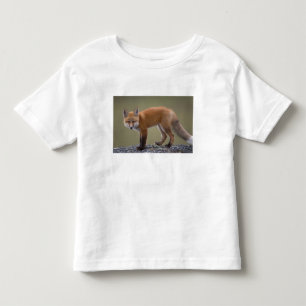 Camiseta Infantil raposa vermelha, Vulpes vulpes, ao longo do centro
