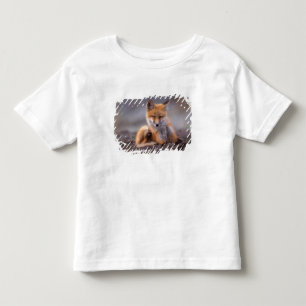 Camiseta Infantil raposa vermelha, Vulpes vulpes, filhote se coçando