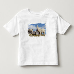 Camiseta Infantil Rebanho de lamas decorados na Puna, cordilheira do