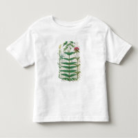 Reseda, eufórbio e cravo-da-índia