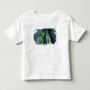 Camiseta Infantil Reserva Estadual de Montgomery Woods, Califórnia.