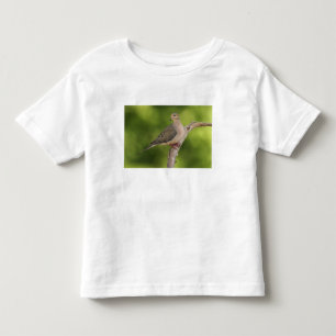 Camiseta Infantil Rórola, Zenaida macroura
