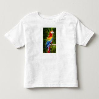 Camiseta Infantil Roupas & Calçados > Roupas & Calçados de Criança >