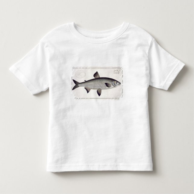 Camiseta Infantil (Salmo Maraena) placa Salmon XXVII 'de Ichthyolo (Frente)