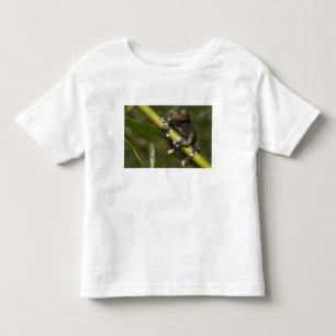 Camiseta Infantil Sapo-árvore Cativo Tapichalaca Hyloscirtus 2