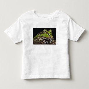 Camiseta Infantil Sapo Chifrudado do Pacífico Ceratophrys stolzmanni