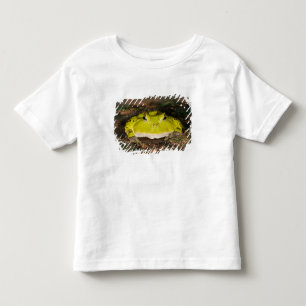 Camiseta Infantil Sapo-de-chifres-do-Brasil, Ceratophrys cornuta, 2