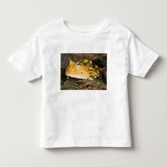 Camiseta Infantil Sapo do Corno brasileiro, Ceratophrys cornuta, 3 (Frente)