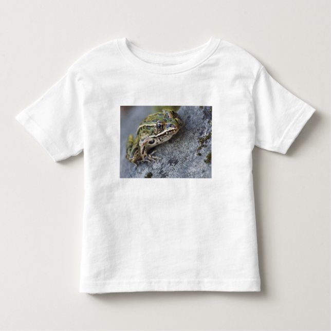 Camiseta Infantil sapo Leopardo norte, Ilha de passagem, (Frente)