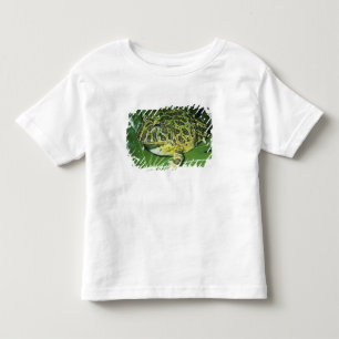 Camiseta Infantil Sapo Ornado, (Ceratophrys ornata),
