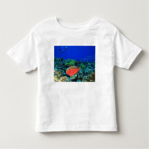 Camiseta Infantil Sheephead Parrotfish Scarus