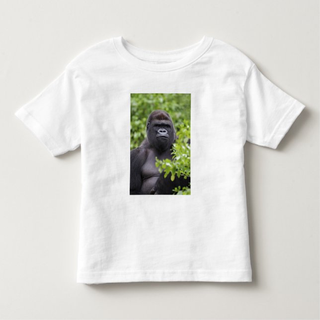 Camiseta Infantil Silverback Lowland Gorilla, Gorilla gorilla (Frente)