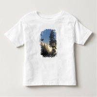 Stanley Park, floresta, nevoeiro da camada marinha