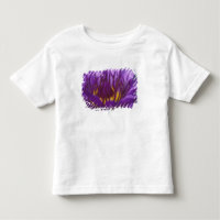 Tailândia, Banguecoque, Lótus roxo e amarelo 2