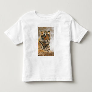 Camiseta Infantil Tigre-de-bengala-real sobre a rocha, Ranthambhor